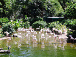 九龍公園