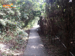 打瀉油坳出涌口 A7