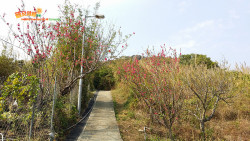 元荃古道石龍拱 A6